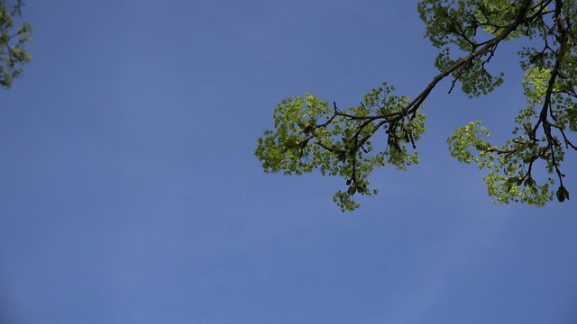 Flowering branch of old maple tree on blue sky background. 4K