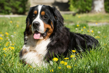 Bernese mountain dog laying on grass