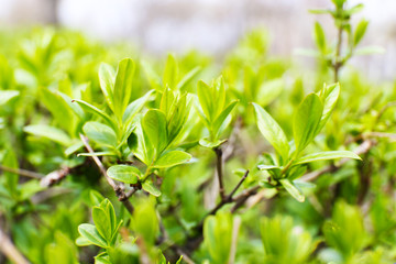 Greens leaves on tree twigs in spring close up