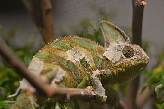chameleon  green on branch