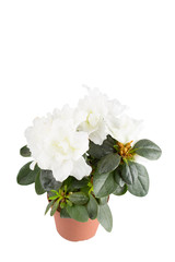 Mini-azalea with big white flowers