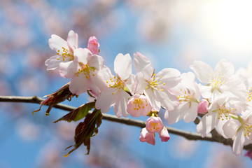 branch of the blossoming Oriental cherry sakura lit with the sun