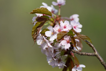 Branch of the blossoming Oriental cherry sakura on a green background