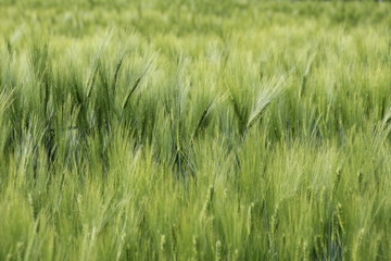 Gerste in der Wachstumszeit