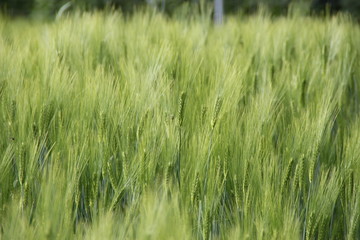 Ein Getreidefeld im Frühling