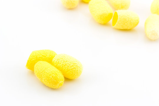 Silkworm cocoon on white background.