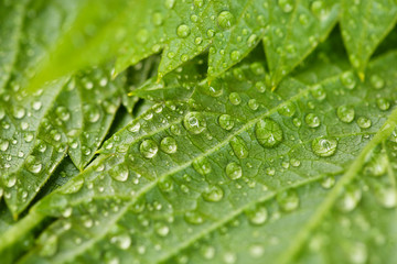 Beautiful green leaves with water drops close up