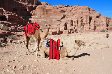  two camel on desert