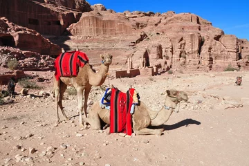 Poster  two camel on desert