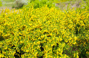 Closeup of bright yellow flowers