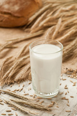 Glass of milk on background ears rye and bread.
