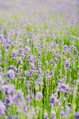 Naklejka premium Summer lavender flower field, can be used as background