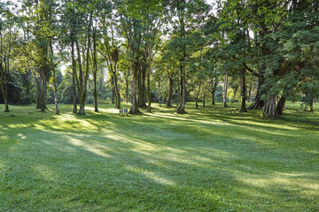 Trees in rows in the park