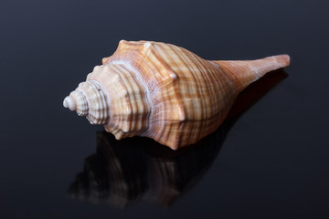 seashell