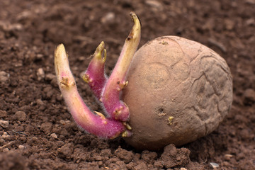 potatoes with sprouts on the ground