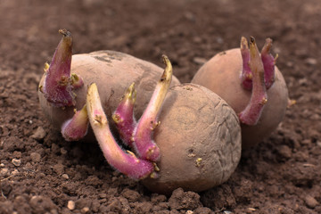 potatoes with sprouts on the ground before the planting