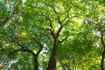 Fototapeta premium forest