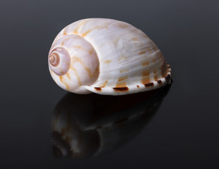 seashell