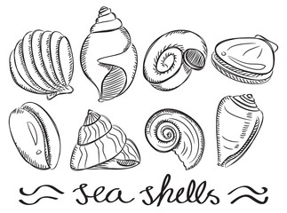 set of various sea shells in doodle style