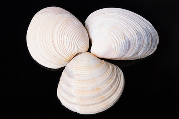 seashell