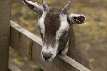 brown goat 