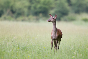 Hind in grass