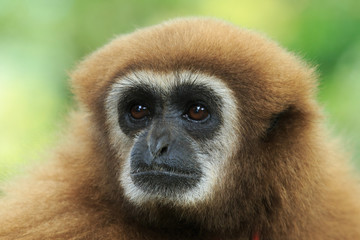 gibbon