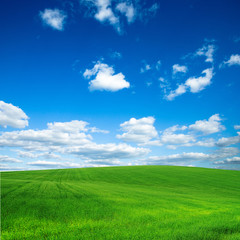Fototapeta premium green field