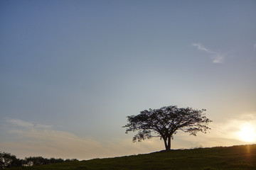 Fototapeta na wymiar Sunset lonely silhouette tree