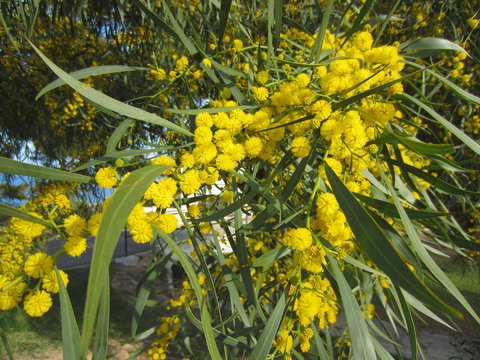 Golden Wattle (Acacia pycnantha) in flower