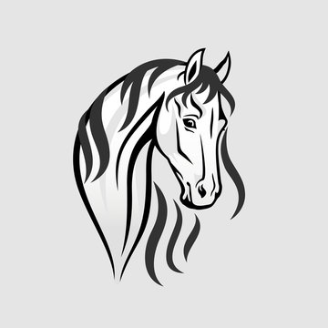 The Horse head in black and white - Illustration