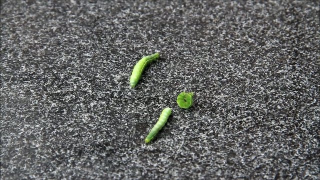  gr&uuml;ne raupen auf hintergrund marmor grau

