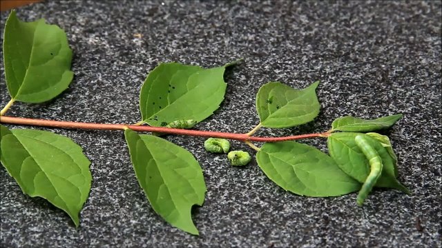 gr&uuml;ne raupen im zeitraffer, stiel mit gr&uuml;nen bl&auml;ttern
