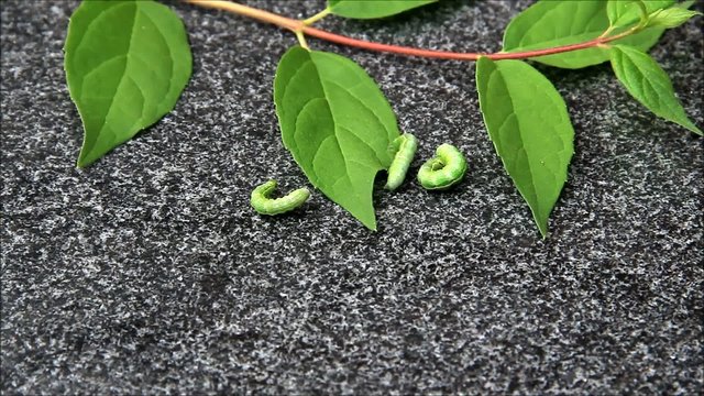 gr&uuml;ne raupen und stiel mit gr&uuml;nen bl&auml;ttern
