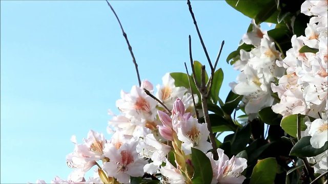  rhododendron wei&szlig; vor blauem himmel, textur 


