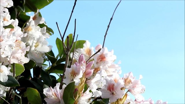  rhododendron wei&szlig; vor blauem himmel, textur 


