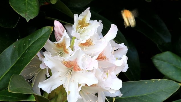 rhododendron wei&szlig; mit biene, pollen

