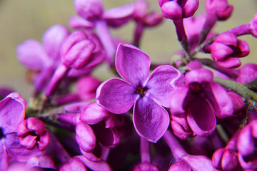  lilac flowers