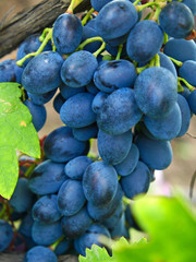 Ripe blue grape and green leaves on a branch.