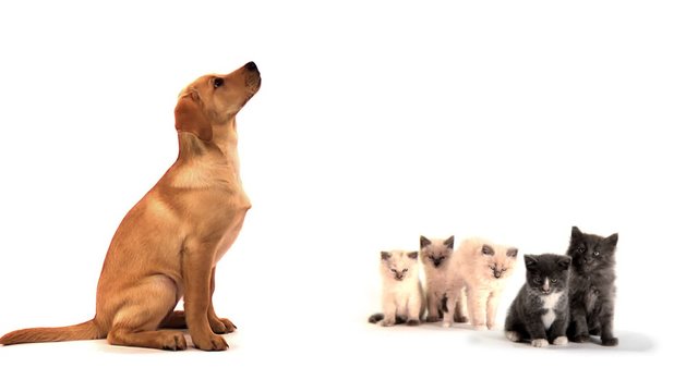 A puppy jumps into frame to join a group of kittens on white