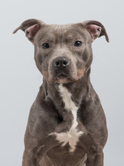 Pitbull portrait at a grey background
