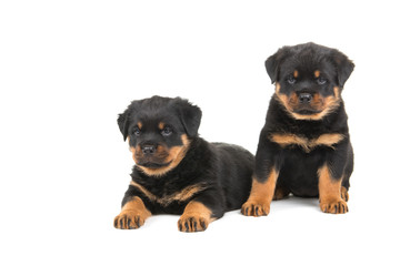 Two cute rottweiler puppies, one sitting one lying isolated at a white background