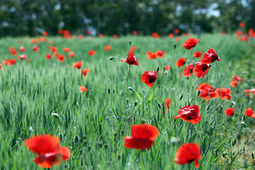 poppy flower on green field summer season