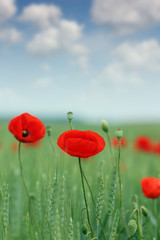 poppy flowers field nature landscape
