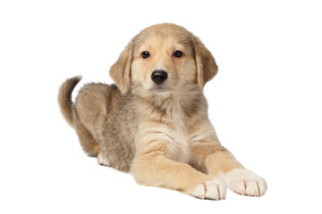 Mixed Breed Ginger Puppy Lies Isolated on White