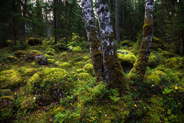 Fototapeta premium Forest