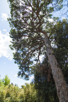 Southern pine