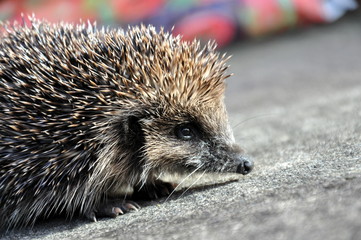Hedgehog