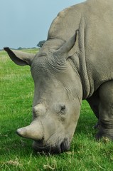 White rhino eating green grass on a paddock