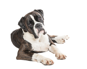 Cute boxer dog lying at a white background